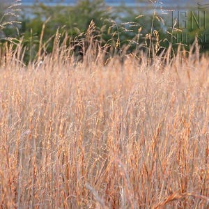 Virginia Broomsedge Bluestem | Golden Meadow Photography | Printable Wall Art | Light Codes | Healing