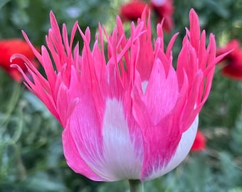 Rare Papaver Somniferum Variety Mix. 3000+ Seeds. Pink flame, Galania, Tasmanian+more. Beautiful shades of purple,pink,red,white. Buy 1Get1!
