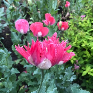 Rare Poppy Papaver Somniferum - Mixed Varieties - 3000+ Seeds. White, Pink, Red.