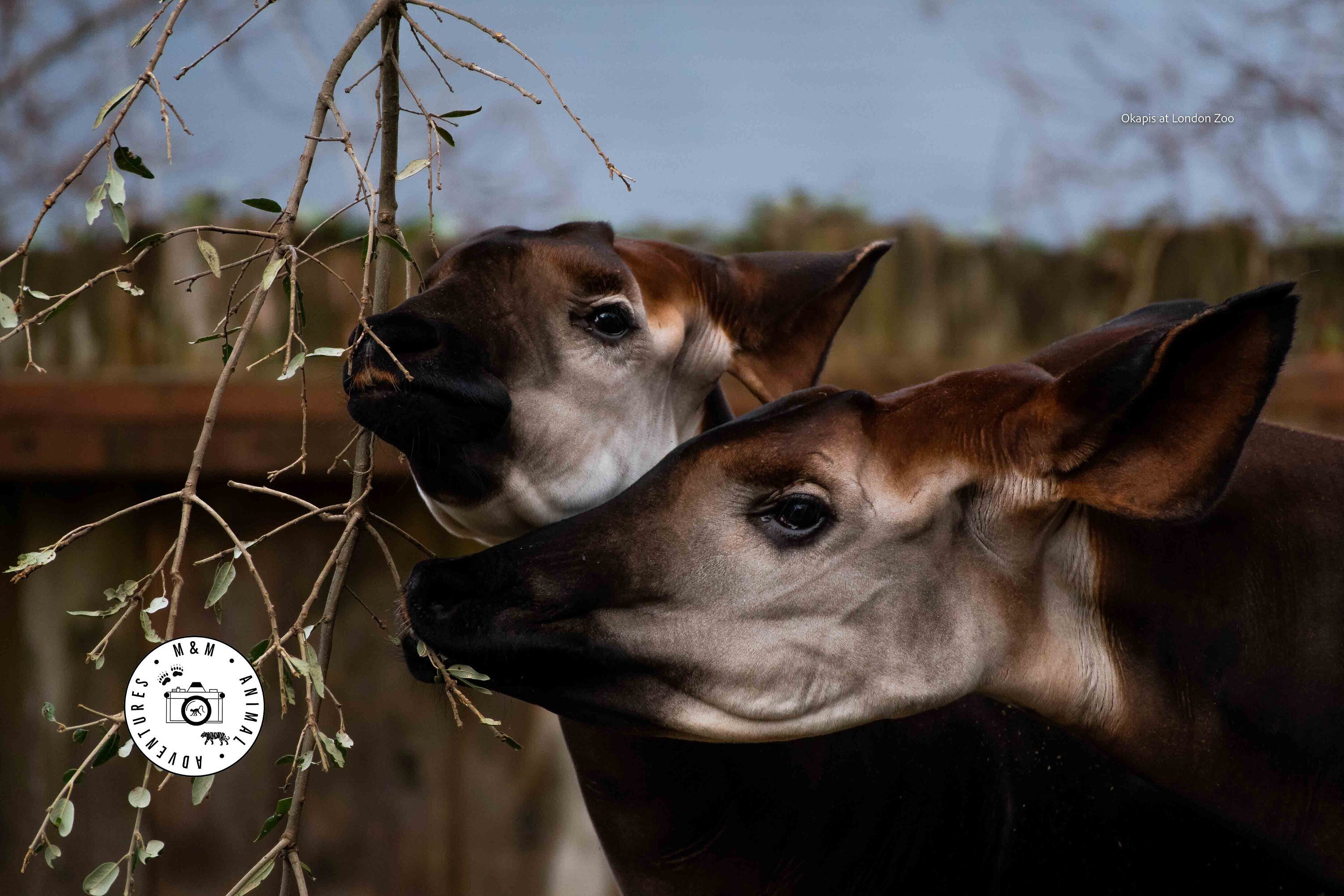 Okapi animal - Etsy España Okapi animal - Etsy España