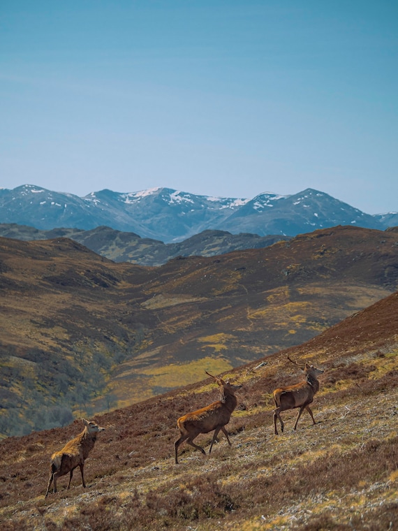 The Red Deer- Suidhe Viewpoint, Fort Augustus, General Wade's Military Road, Highlands Of Scotland