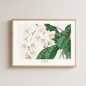 Orchideen-Blumen-Druck, Vintage japanische botanische Kunst für Japandi-Dekor, Holzschnittstil