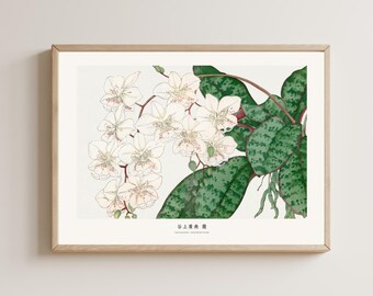 Puede incluir: Una ilustración botánica enmarcada de una orquídea blanca con hojas verdes. La ilustración está titulada "舌上春風" en japonés.