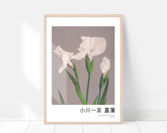 Japanese Iris Flower Art Print, Vintage Floral Poster