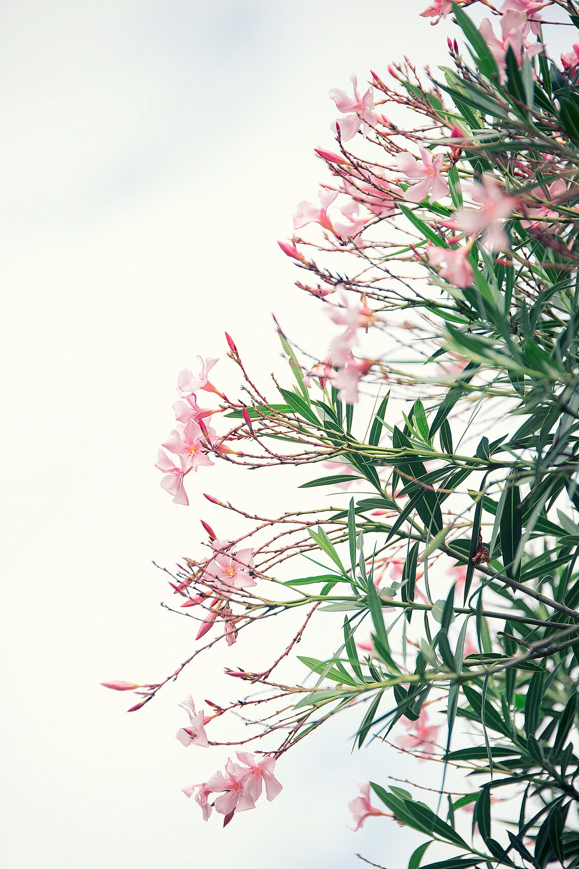 Oleander Rose Bay Pink flowers pink oleander flower flower