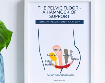 Pelvic Anatomy Poster | Pelvic Floor Anatomy | Pelvis model | pelvic floor art | pelvic floor therapy |