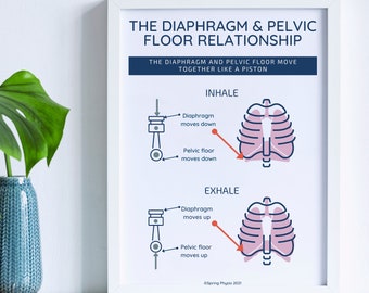 Póster sobre la relación entre el suelo pélvico y el diafragma / Arte para clínicas de fisioterapia (PDF en formatos A4 y A1)