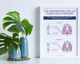 Pelvic floor and diaphragm poster | pelvic floor poster