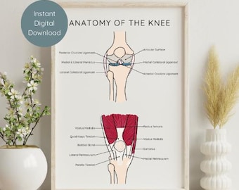 Knee Anatomy Print | Ligament & Meniscus Diagram Poster | ACL PCL Anatomy Chart | Digital Download