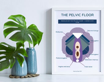 Póster de anatomía del suelo pélvico / Ilustración anatómica del suelo pélvico / Arte del suelo pélvico / Póster artístico de fisioterapia