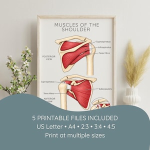 May include: An anatomical poster titled MUSCLES OF THE SHOULDER featuring a posterior view and an anterior view of the shoulder joint with red muscles and tan bones. Labels include Supraspinatus, Infraspinatus, Teres Minor, and Subscapularis.