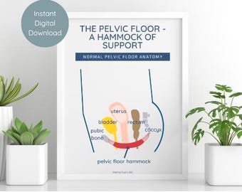 Pelvic Anatomy Poster | Pelvic Floor Anatomy | Pelvis model | pelvic floor art | pelvic floor therapy |