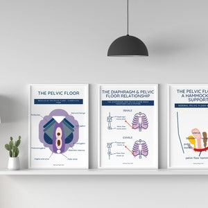 Pelvic floor poster bundle of 3 prints | Pelvic floor art | Pelvic floor physical therapist