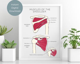 Muscles of the Shoulder | Rotator Cuff Anatomy | Digital download poster PDF