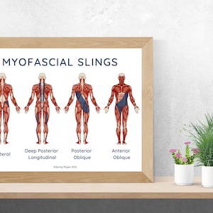 Myofascial muscle poster print for physical therapists | human anatomy poster | muscle anatomy | Physical Therapy
