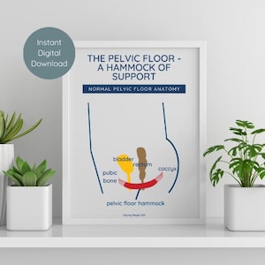 Non-Binary Pelvic Floor Anatomy Poster | Bladder Bowel Diagram (A4 PDF and JPEG)