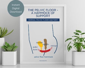 Non-Binary Pelvic Floor Anatomy Poster | Bladder Bowel Diagram (A4 PDF and JPEG)
