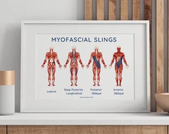 Myofascial muscle poster print for physical therapists | human anatomy poster | muscle anatomy | Physical Therapy