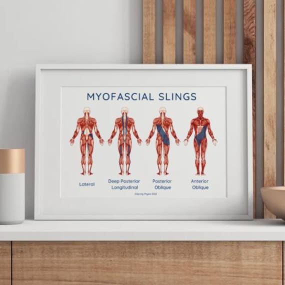 Myofascial muscle poster print for physical therapists | human anatomy poster | muscle anatomy | Physical Therapy