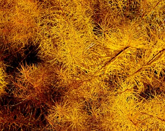 Nature's Orange