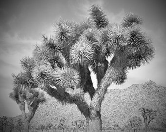 Joshua Tree