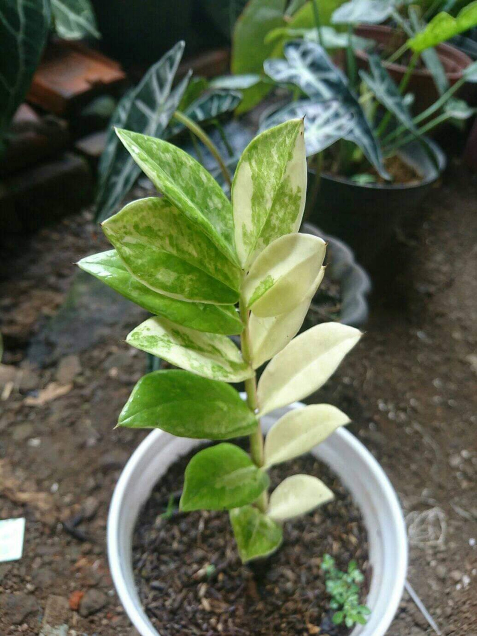 Zamioculcas zamiifolia yellow variegated free phytosanitary | Etsy