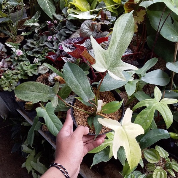 Philodendron Florida Ghost Mint Free Phytosanitary