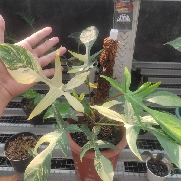 IMAGEN REAL Philodendron Florida Beauty Variegated 12 Hojas Fitosanitarios Libres