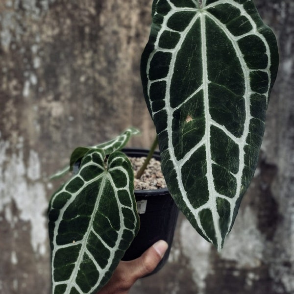 Anthurium Crystallinum Dark Form Free Phytosanitary