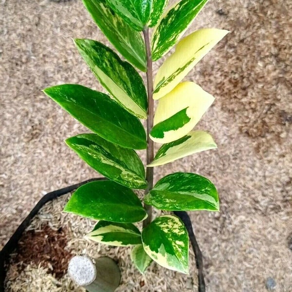 Zamioculcas Zamiifolia Variegated Free Phytosanitary