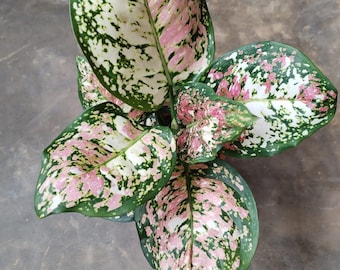 Aglaonema Anyamanee Tricolor Free Phytosanitary