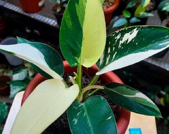 Philodendron Green Congo Variegated Free Phytosanitary