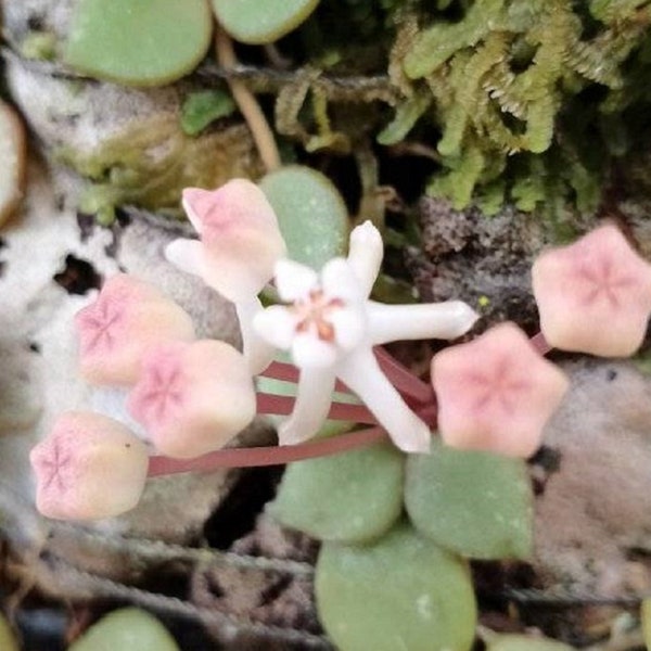 Hoya Curtisii Sp Borneo Free Phytosanitary