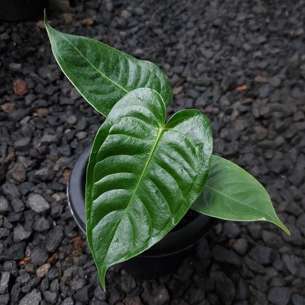 Anthurium Veitchii Free Phytosanitary