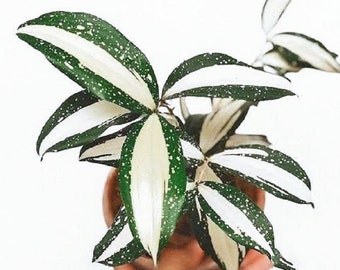 Dracaena Milky Way Free Phytosanitary