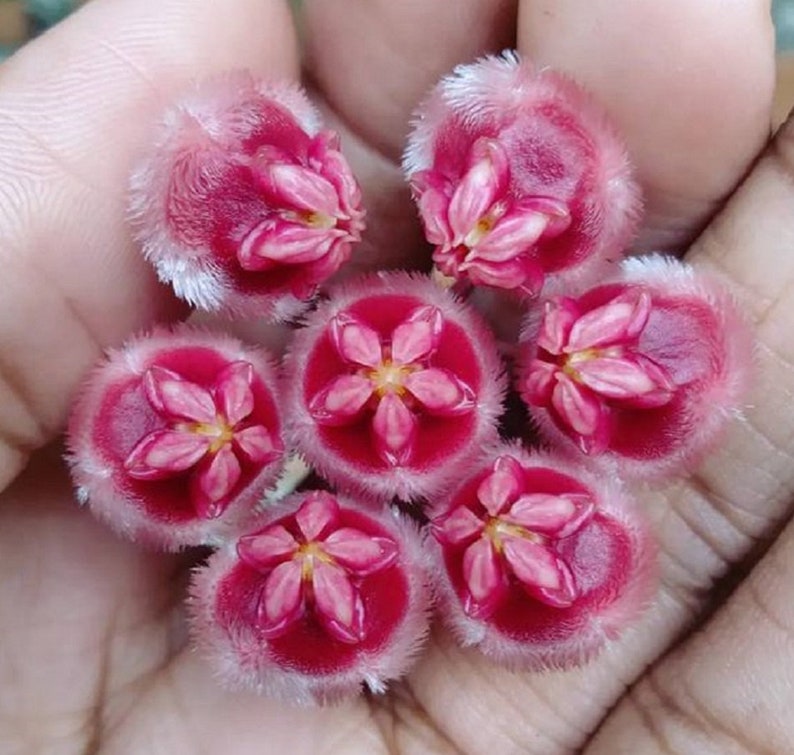 Hoya Brevialata