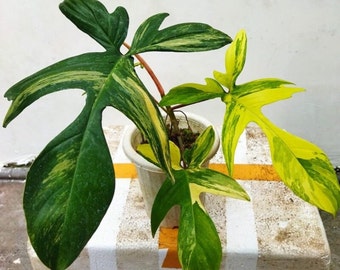 Philodendron Florida Beauty Variegated Free Phytoanitary