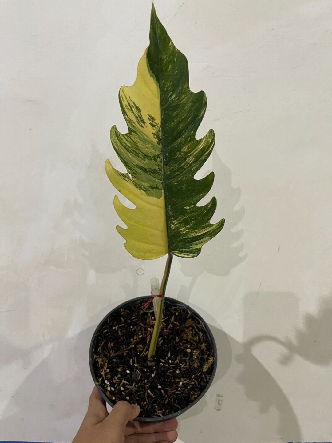 Philodendron Caramel Marble Variegated 1 Leaf Free Etsy