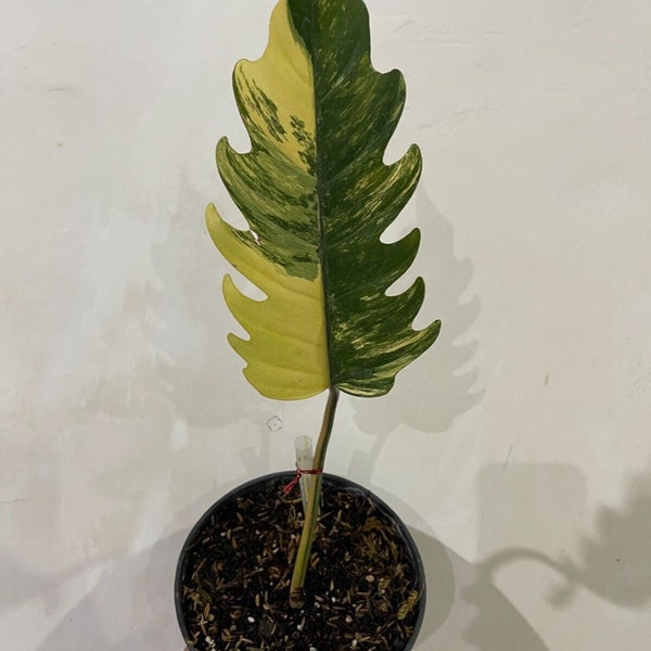 Philodendron Caramel Marble Variegated  1 Leaf Free Phytosanitary