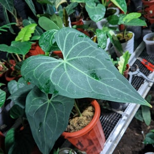 Anthurium Delta Force Hybrid Free Phytosanitary