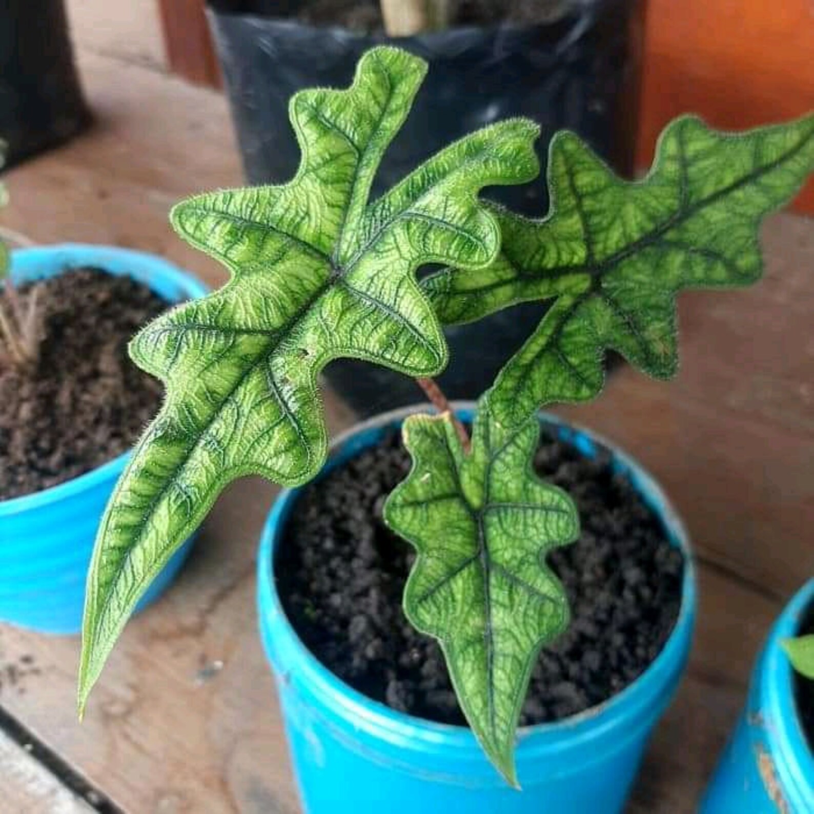 Alocasia Jacklyn Plant FREE Phyto Certificate  Etsy
