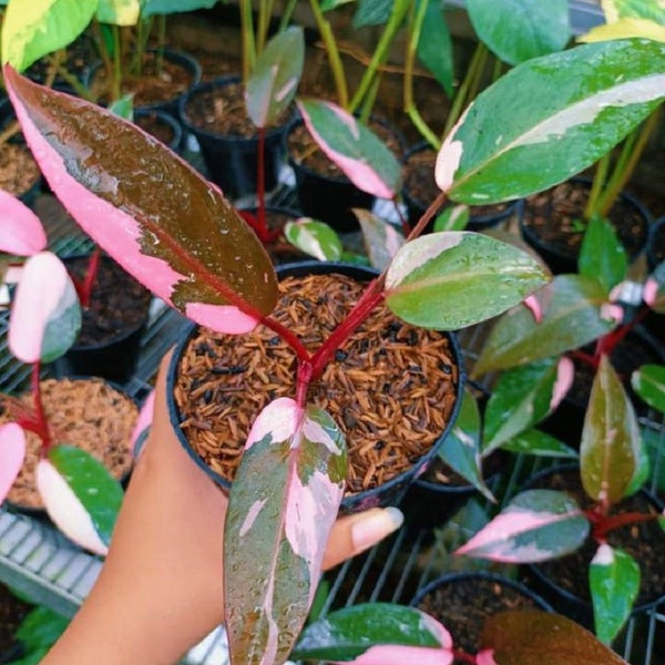 Philodendron Pink Pincess FREE Phyto Certificate