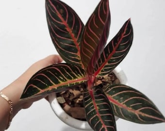 Aglaonema Red Sumatra Free Phytosanitary