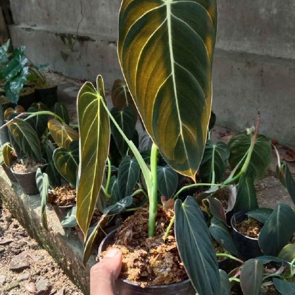 Philodendron Melanocrhysum Free Phytosanitary