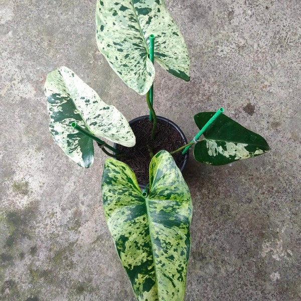 Philodendron Ilsemanii Variegated Free Phytosanitary