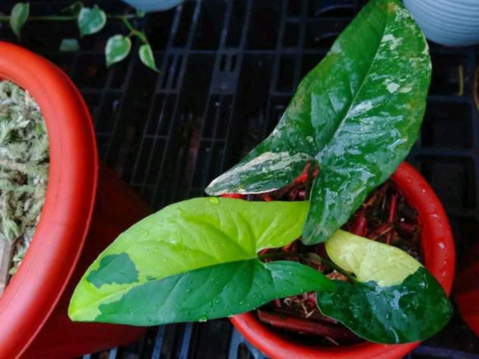 Syngonium Yellow FREE Phyto Certificate  Etsy