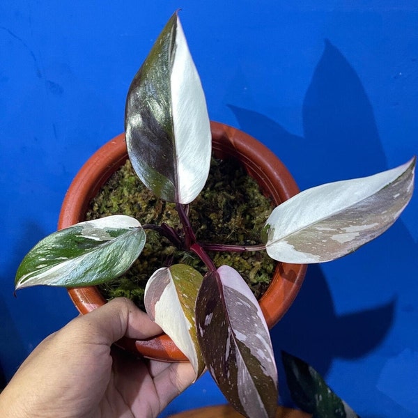 Fitosanitario Libre Philodendron Red Anderson