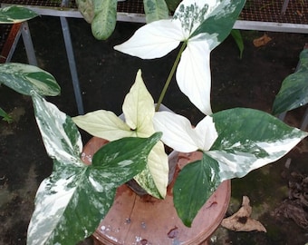 Syngonium Albo Variegated Free Phytosanitary