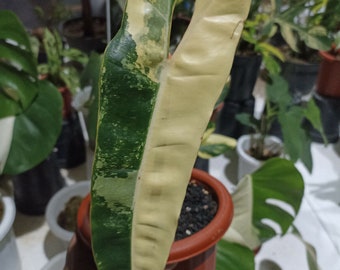Philodendron Billietiae Variegated 1 Leaf Free Phytosanitary