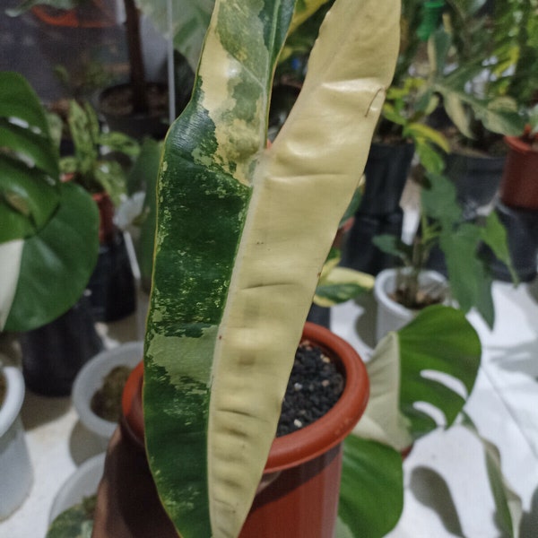 Philodendron Billietiae Variegated 1 Leaf Free Phytosanitary